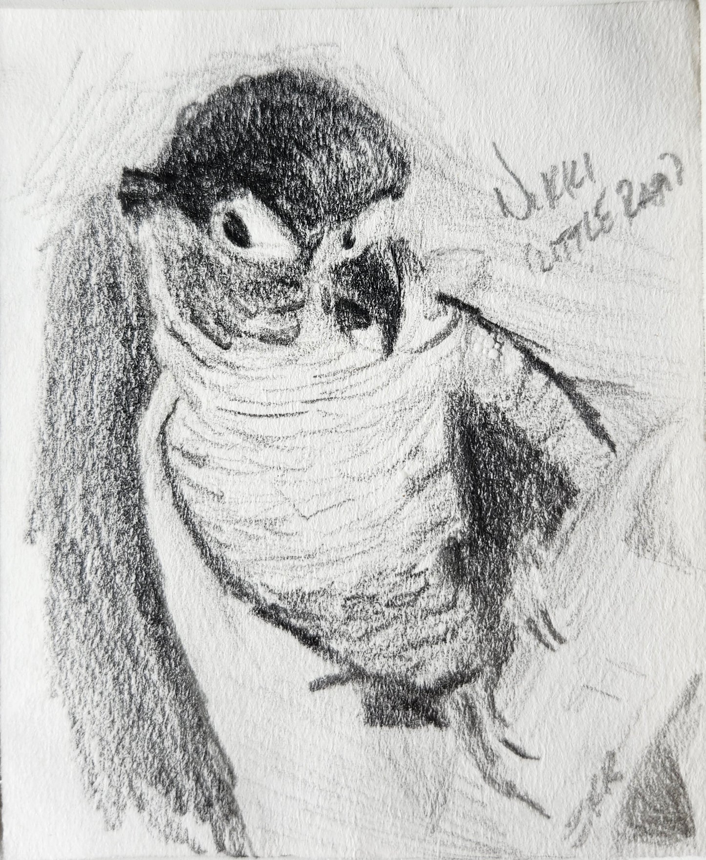 A custom mini pet portrait of a bird done in graphite pencil by west creek craftsman