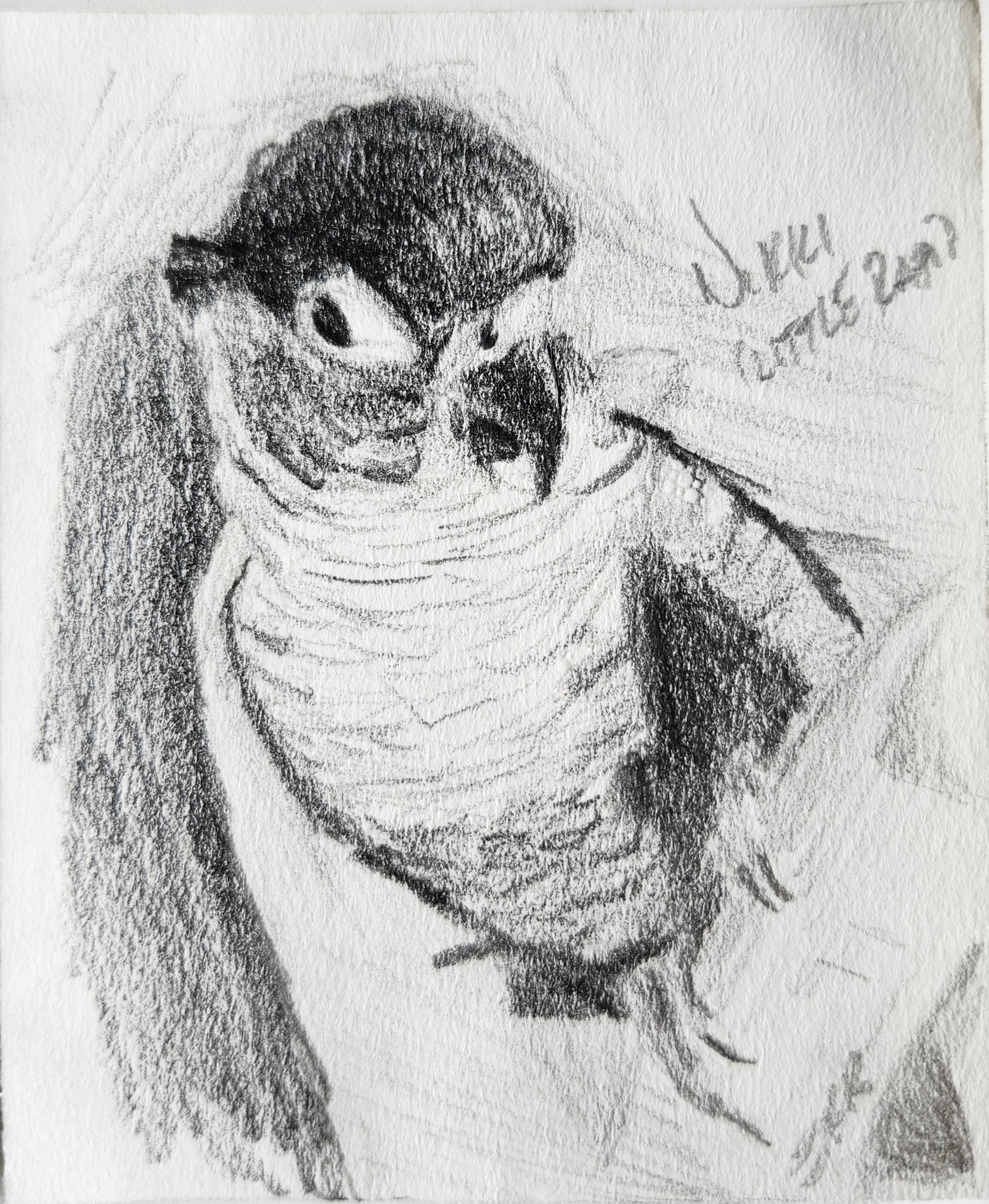 A custom mini pet portrait of a bird done in graphite pencil by west creek craftsman