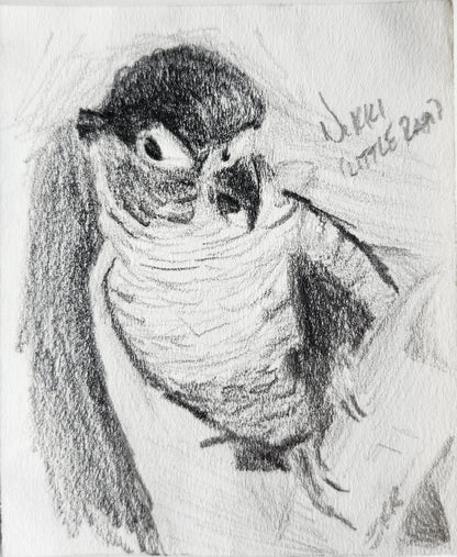 A custom mini pet portrait of a bird done in graphite pencil by west creek craftsman